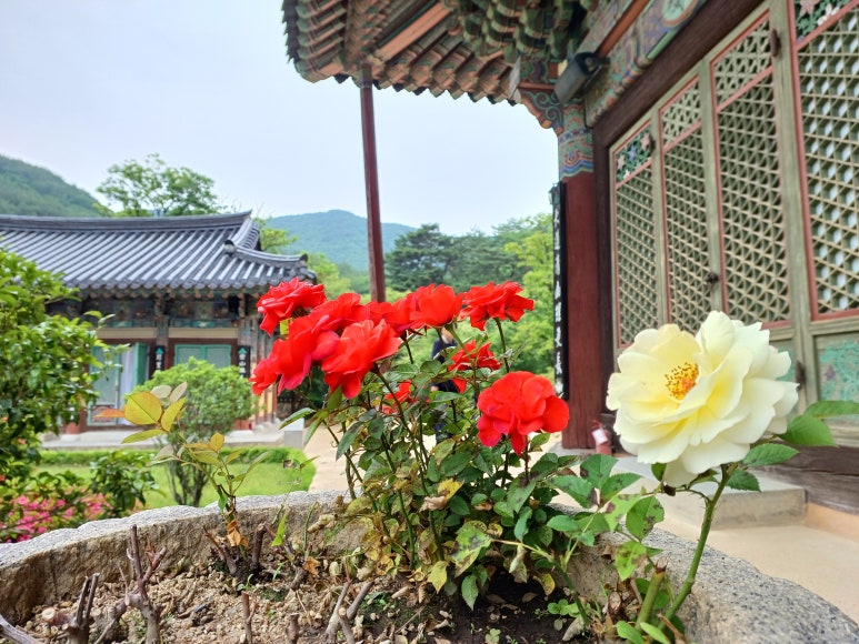 광성식당자판기 이미지