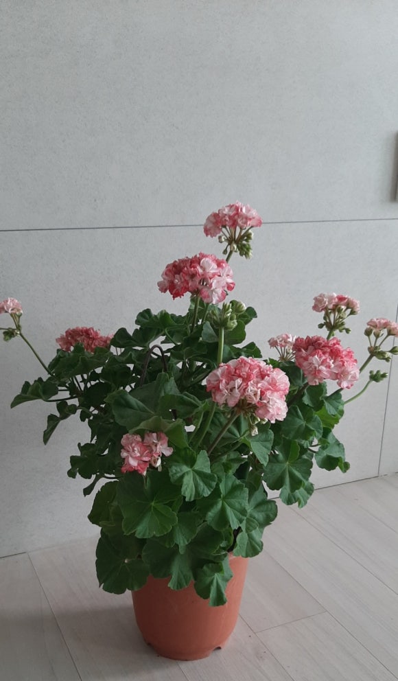 마담리 이미지