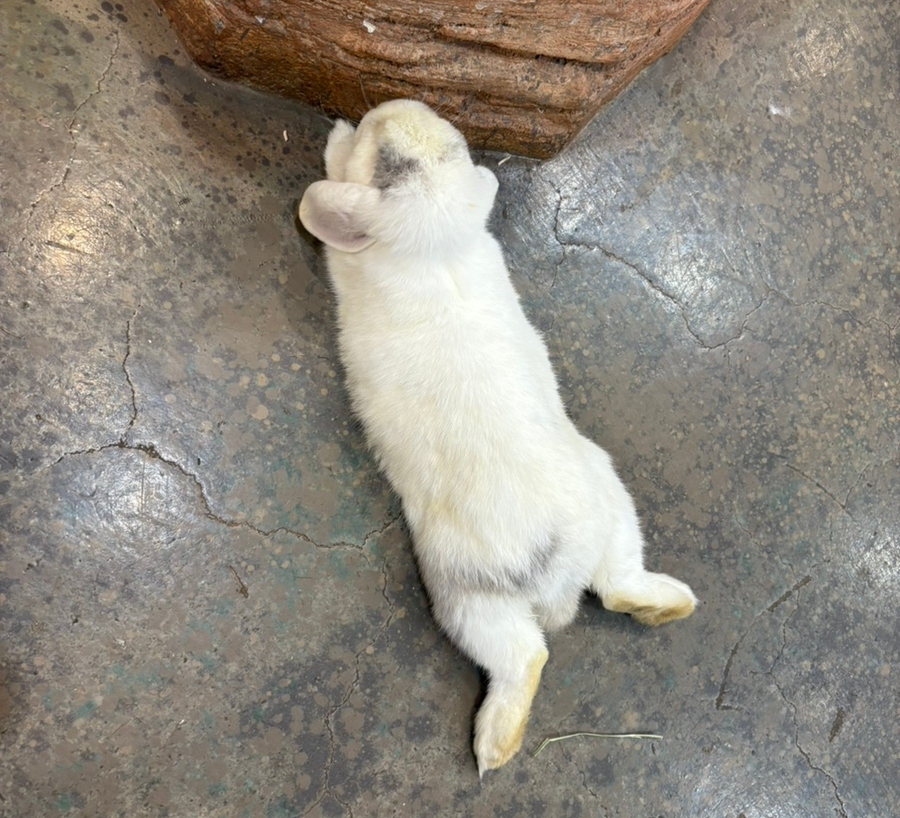 헬로우쥬 카페 이미지