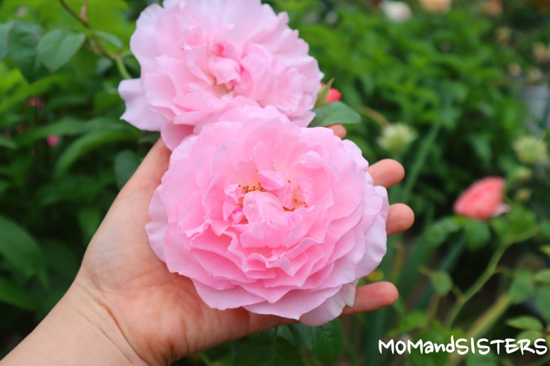 스트로베리힐 이미지