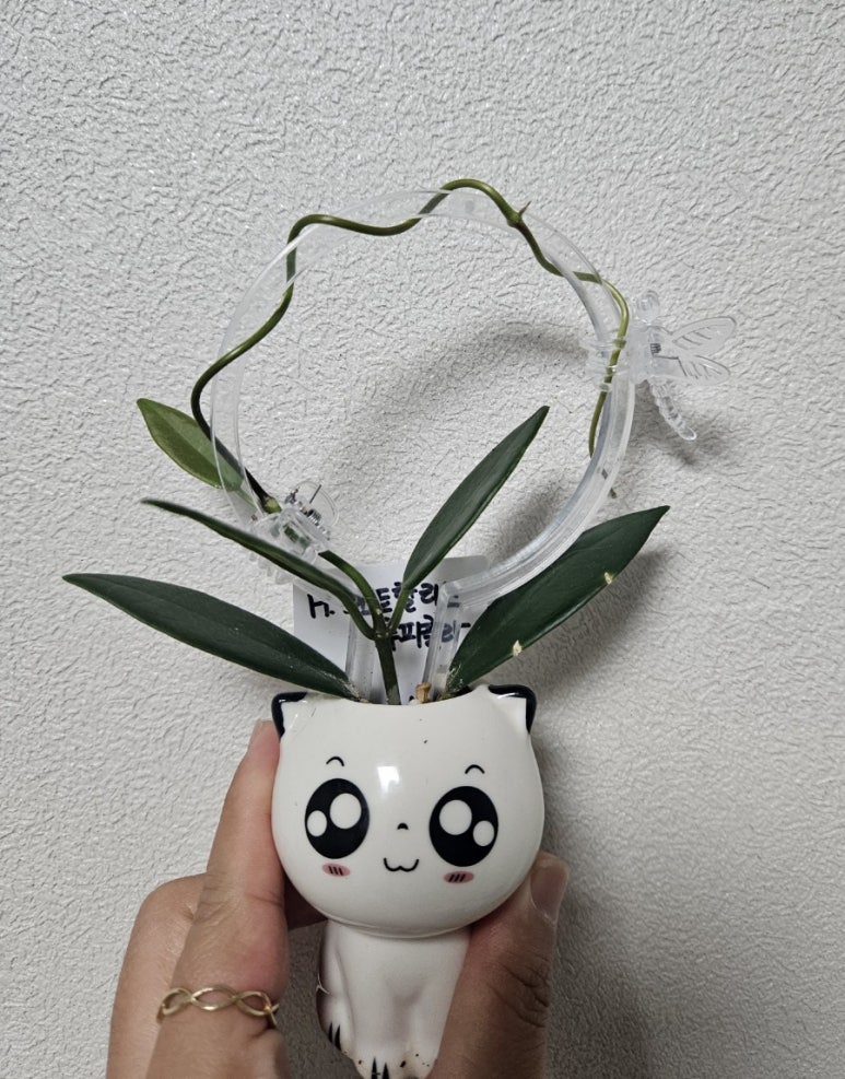 호야루 이미지