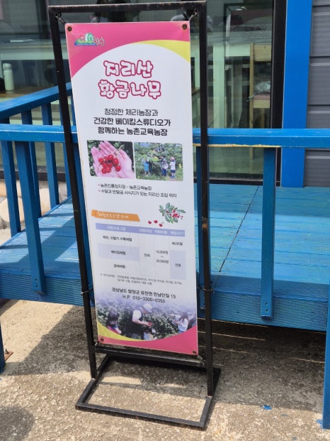 지리산황금나무 이미지