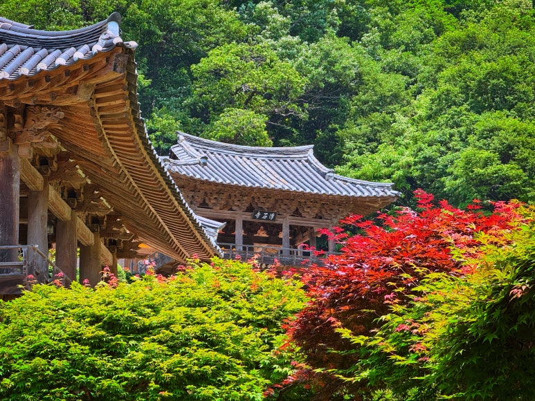 오렌지꽃향기는바람에날리고 이미지