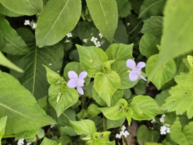 소백산국립공원 초암탐방지원센터 이미지