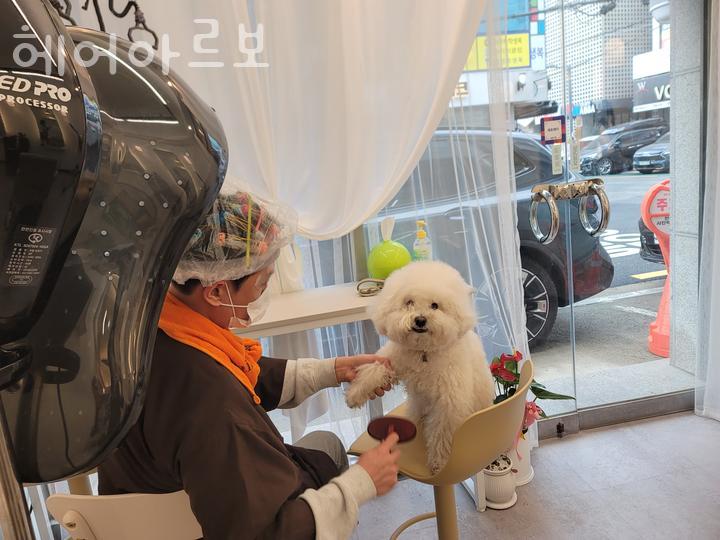 아르보헤어 이미지