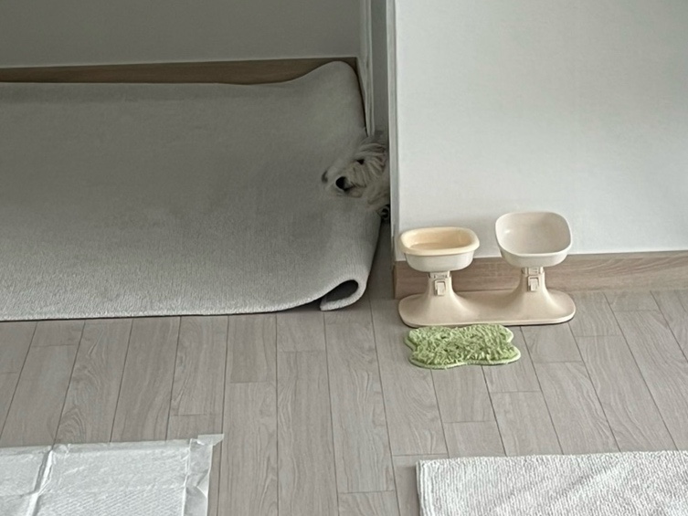 별똥구리 이미지