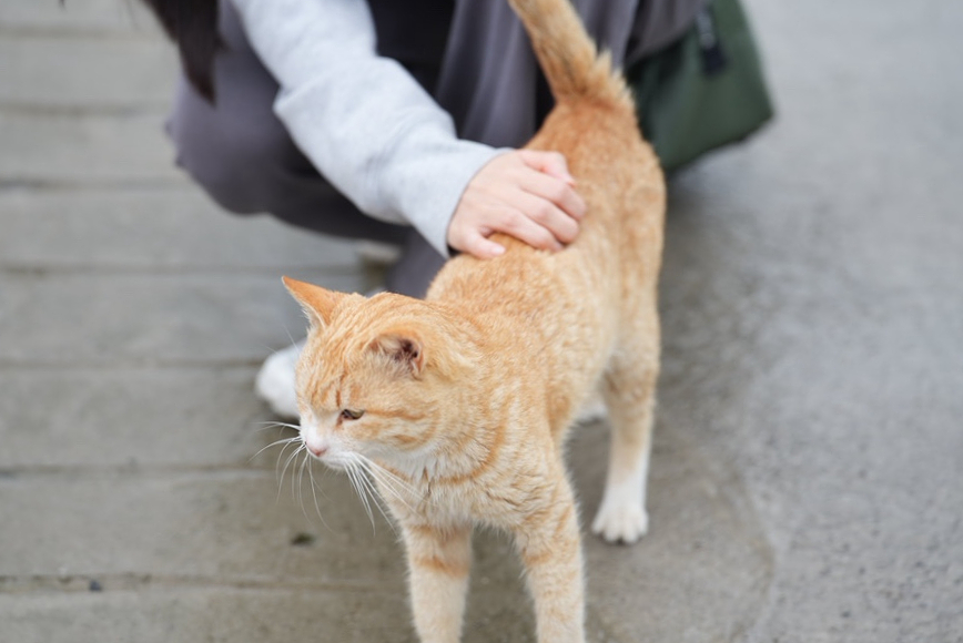 카페다각 이미지