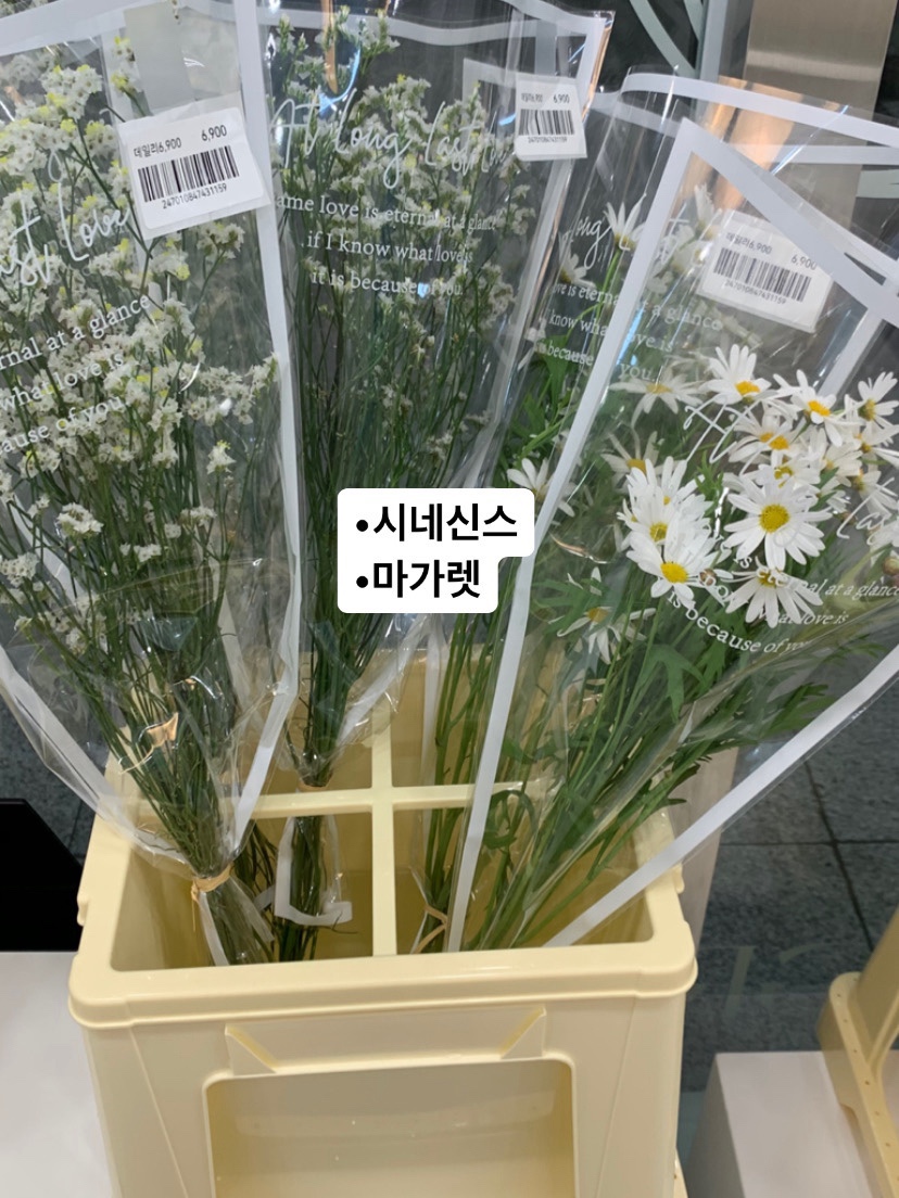 그로브블룸 이미지