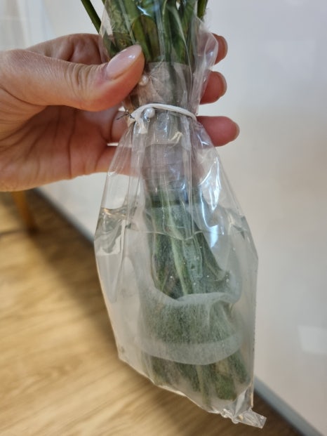 아크앤시엘 이미지