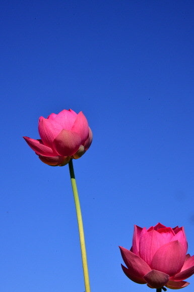 Blue sky 이미지