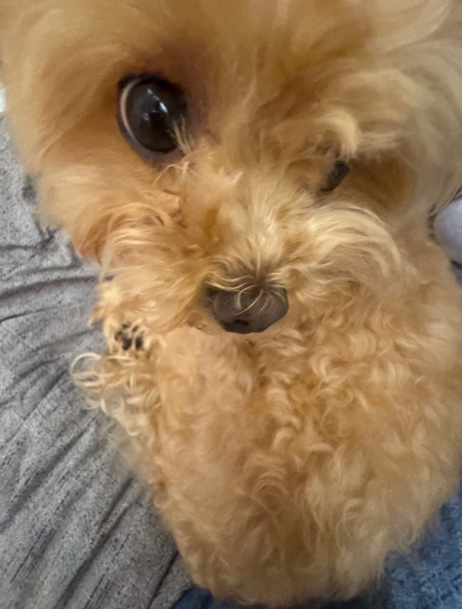 데코데코니 이미지