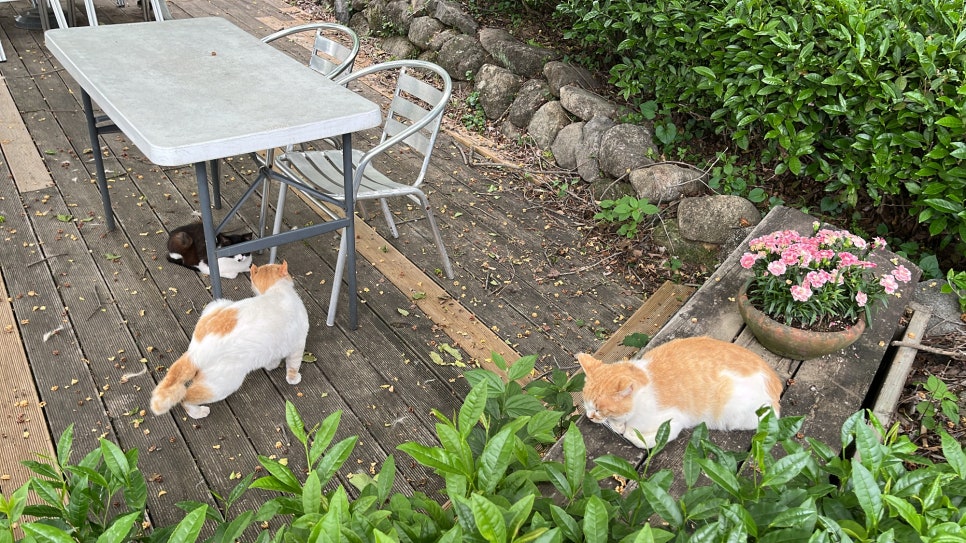 쌍계반점 이미지