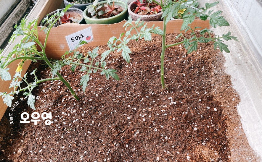 자라다plant 이미지