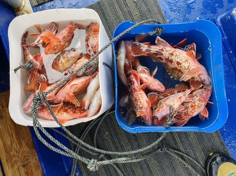 제주도이호바다배낚시체험 이미지