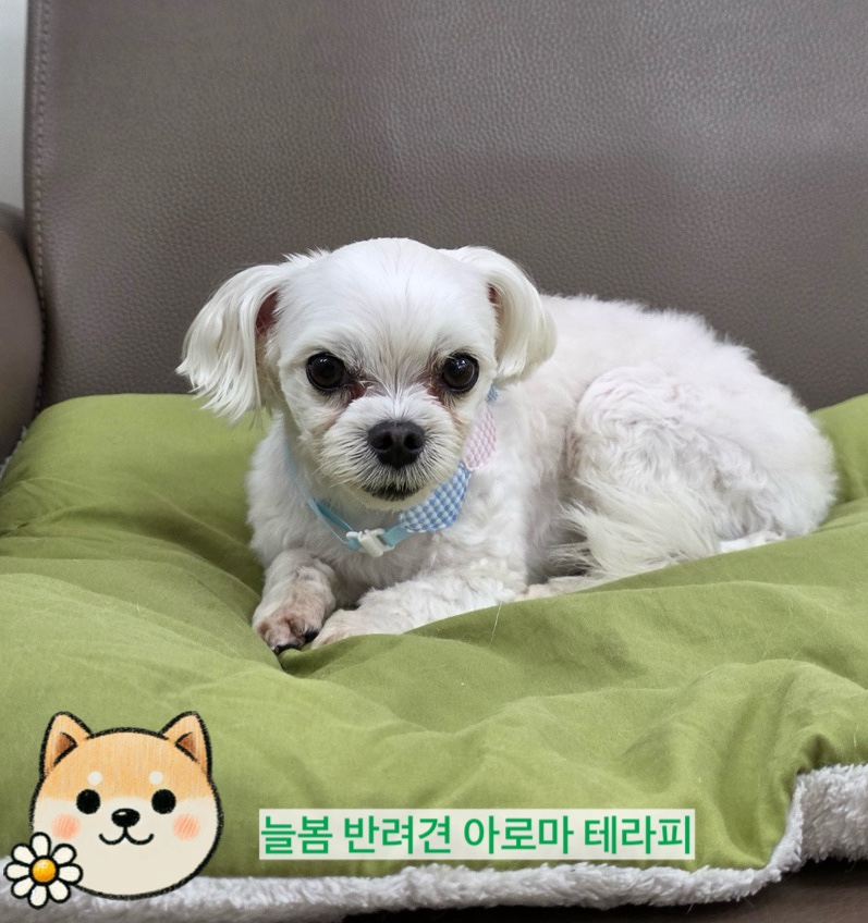 늘봄아로마테라피 이미지