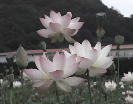 초록의계절 이미지