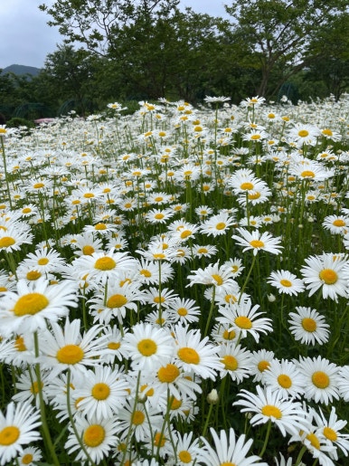 삼성여행사 이미지