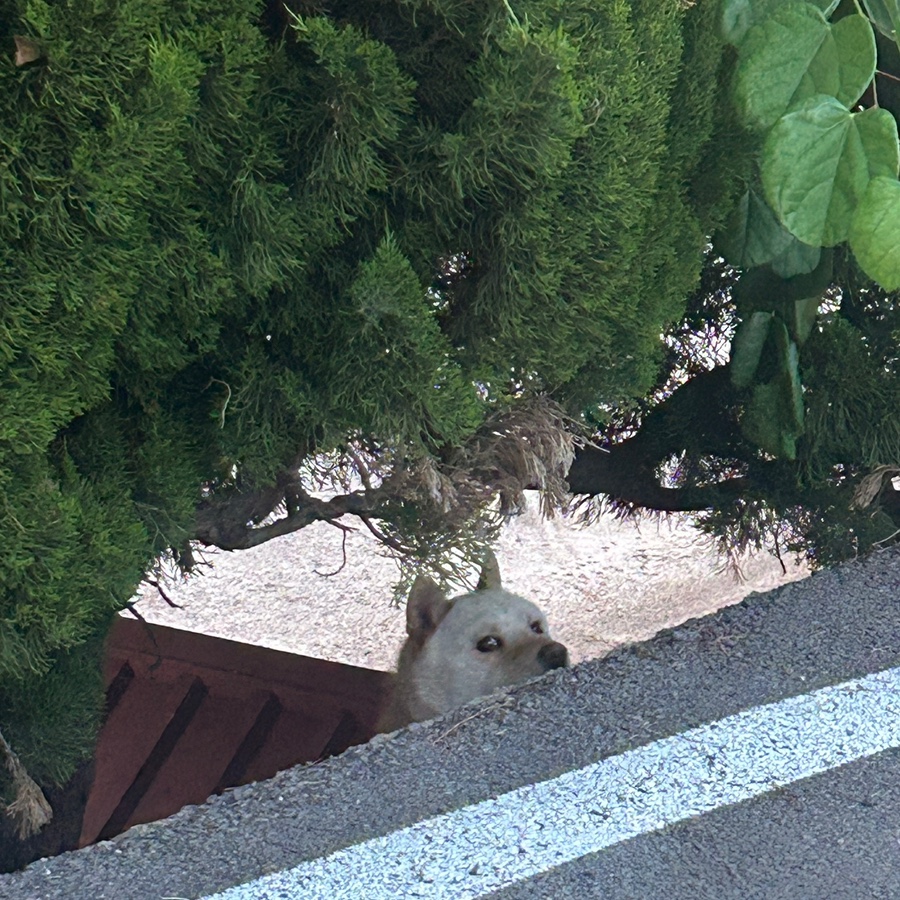 파슷타애요 경주점 이미지