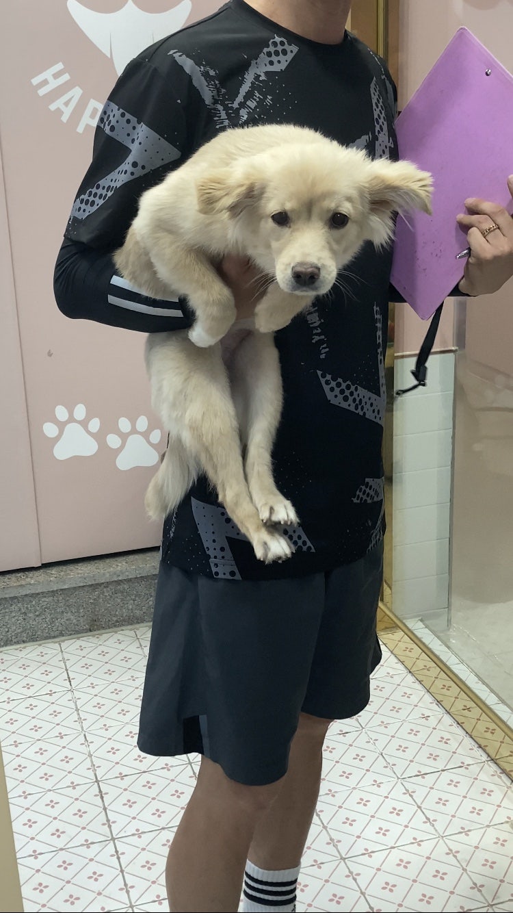 춘천 애견호텔 멍블리하우스 6박 7일 돌봄 후기 — 사진 2
