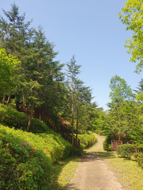 수목 비교 관찰원 이미지