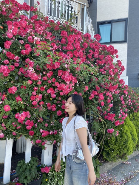 마이유메 이미지