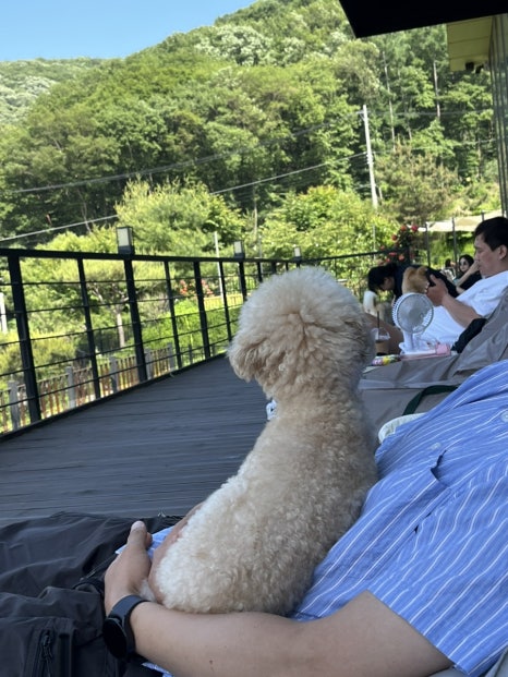 별똥구리 이미지