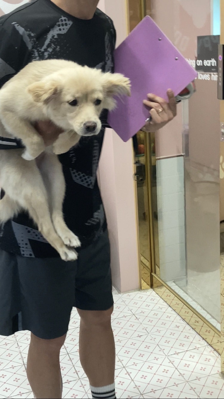 춘천 애견호텔 멍블리하우스 6박 7일 돌봄 후기 — 사진 3