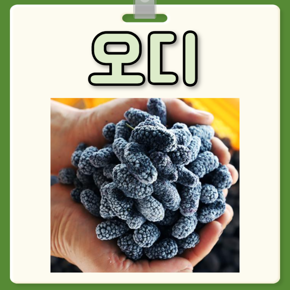 오디의 효능 부작용 오디 가격 먹는 법 : 네이버 블로그