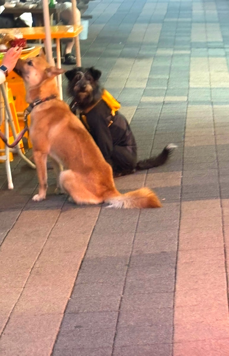 구팔수산 이미지