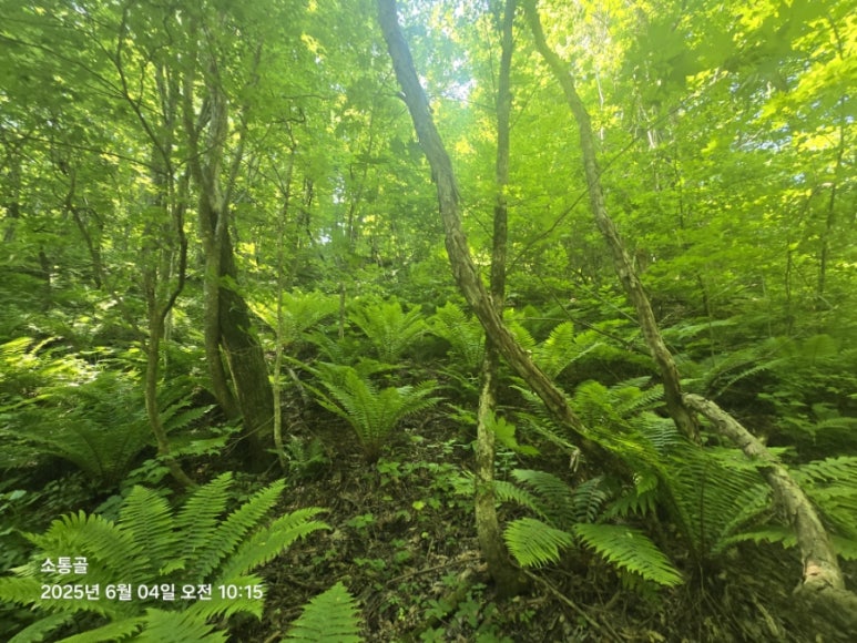 관중 군락지 이미지