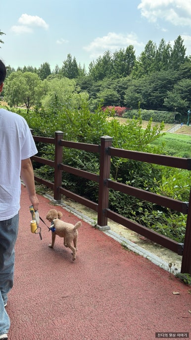 블랙루머다이오트 이미지