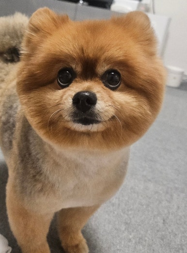 몽베베 이미지