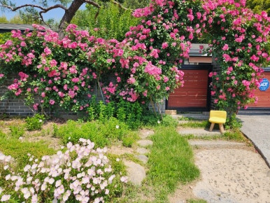 젤라꾸띠 이미지