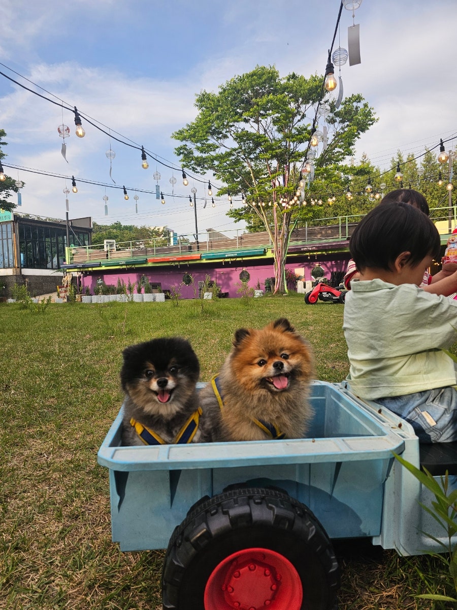 성남 어닝바베큐: 강아지 동반 캠크닉 후기 — 사진 4