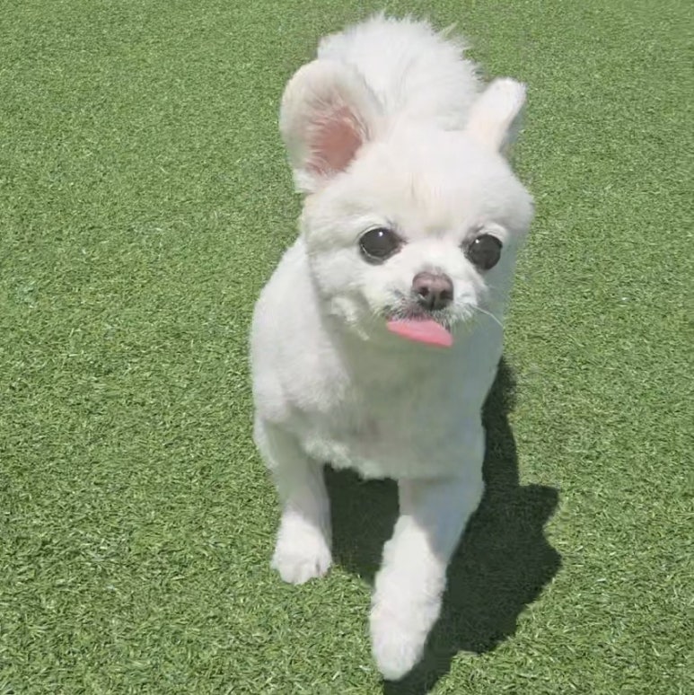 별똥구리 이미지