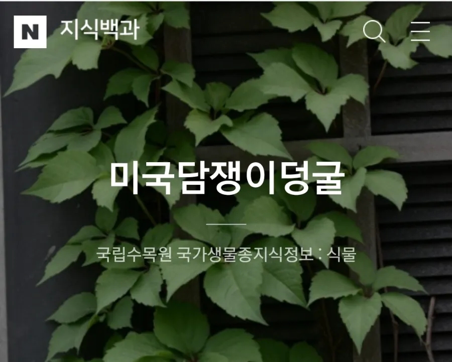 플루비아 이미지