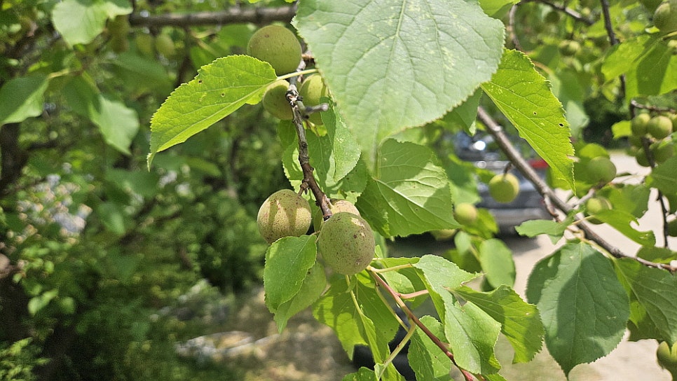 서민막국수 이미지