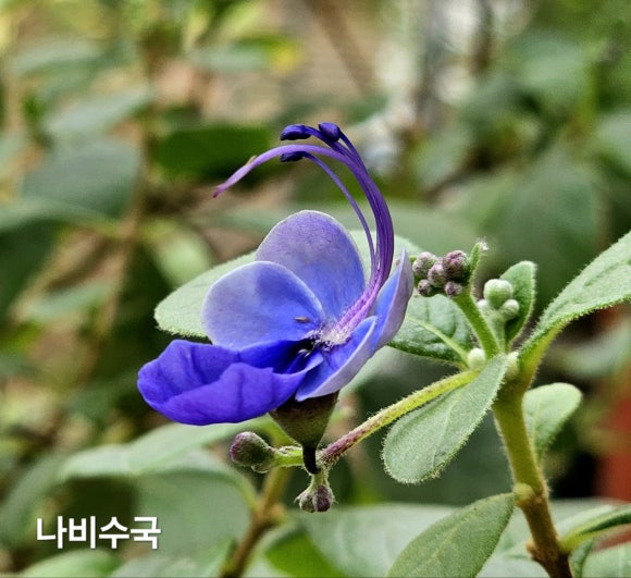 청보라정원 이미지