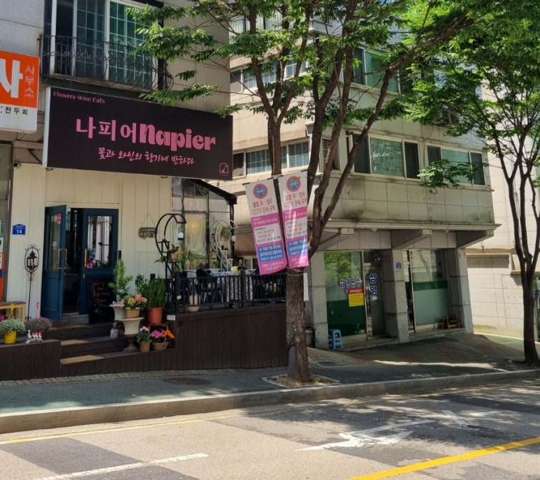 나피어 이미지