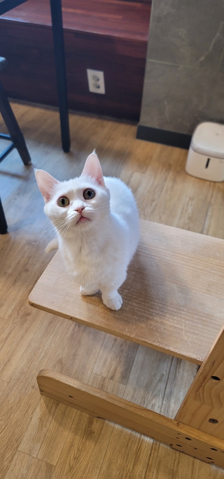 카페 커피캣 이미지