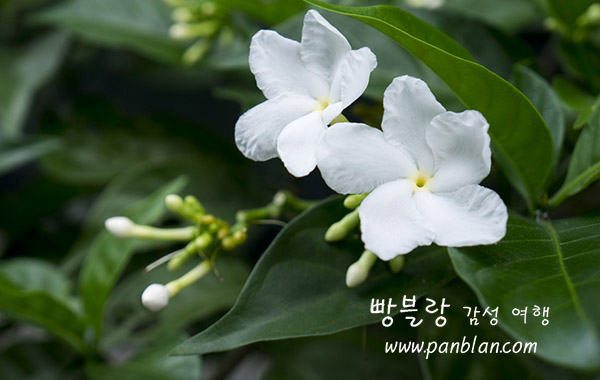 이*렬 이미지