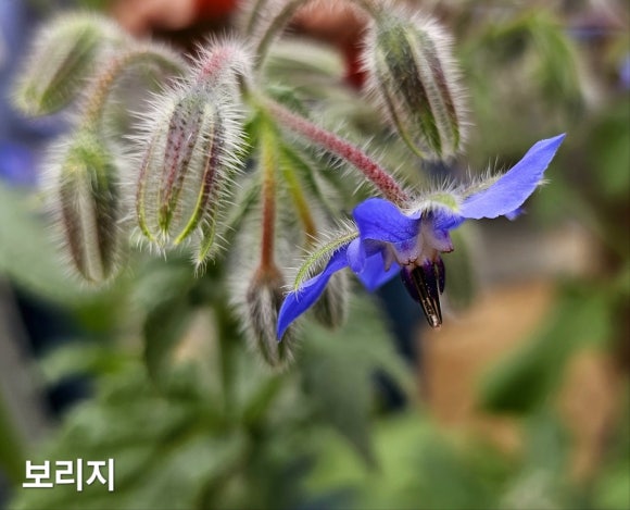 청보라정원 이미지