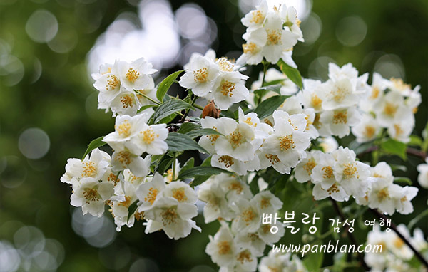 이*렬 이미지