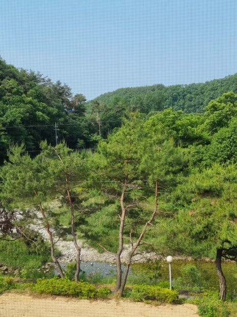 동가래 이미지