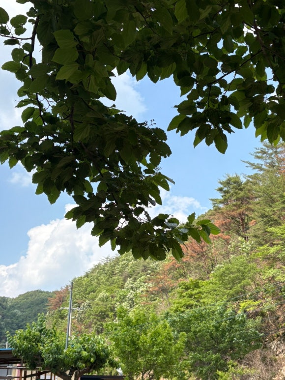 남다른 감자탕 영덕점 이미지