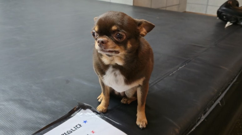 에이블미트 이미지