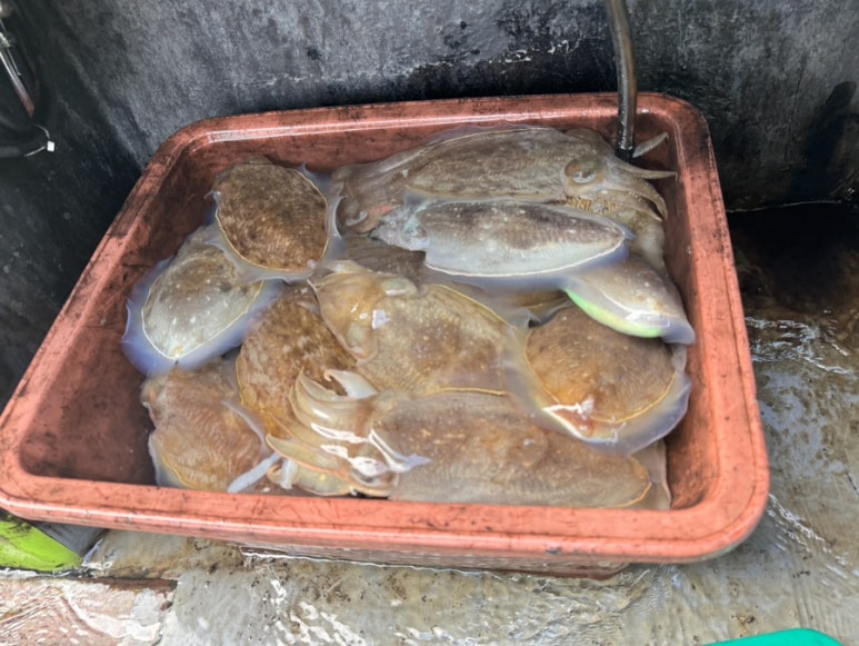 해덕호 이미지