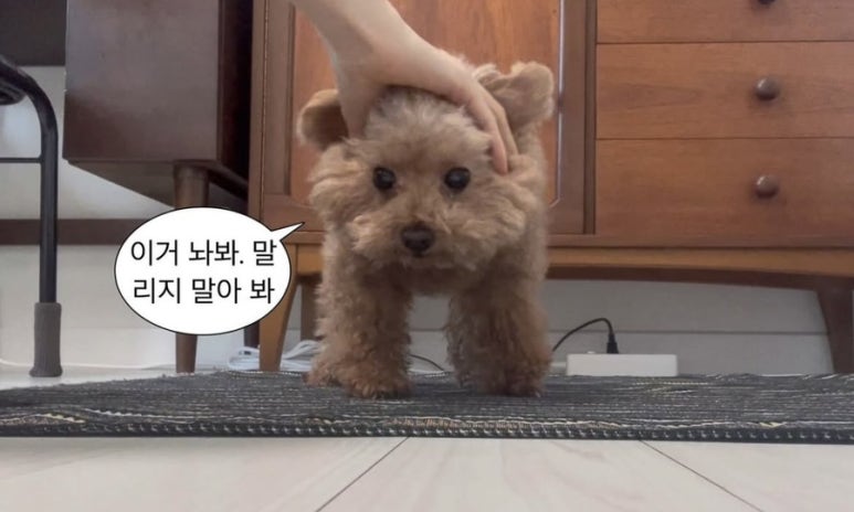 법무법인코러스 이미지