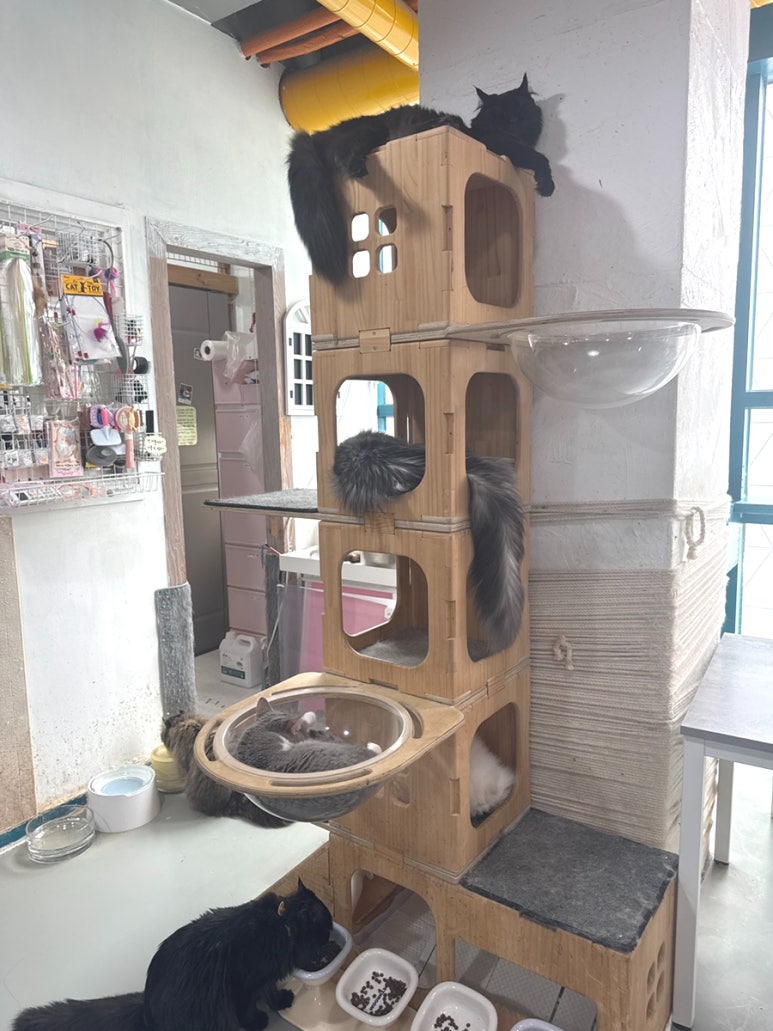 냥다방 이미지