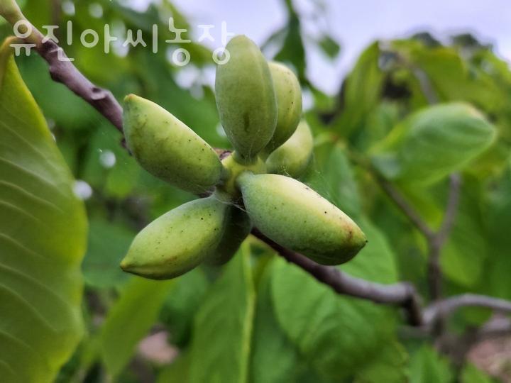 유진아씨농장 이미지